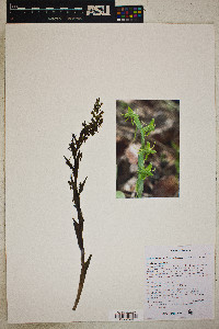 Platanthera brevifolia image