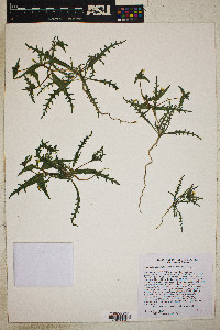 Mentzelia albicaulis image
