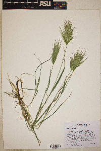 Bromus madritensis image