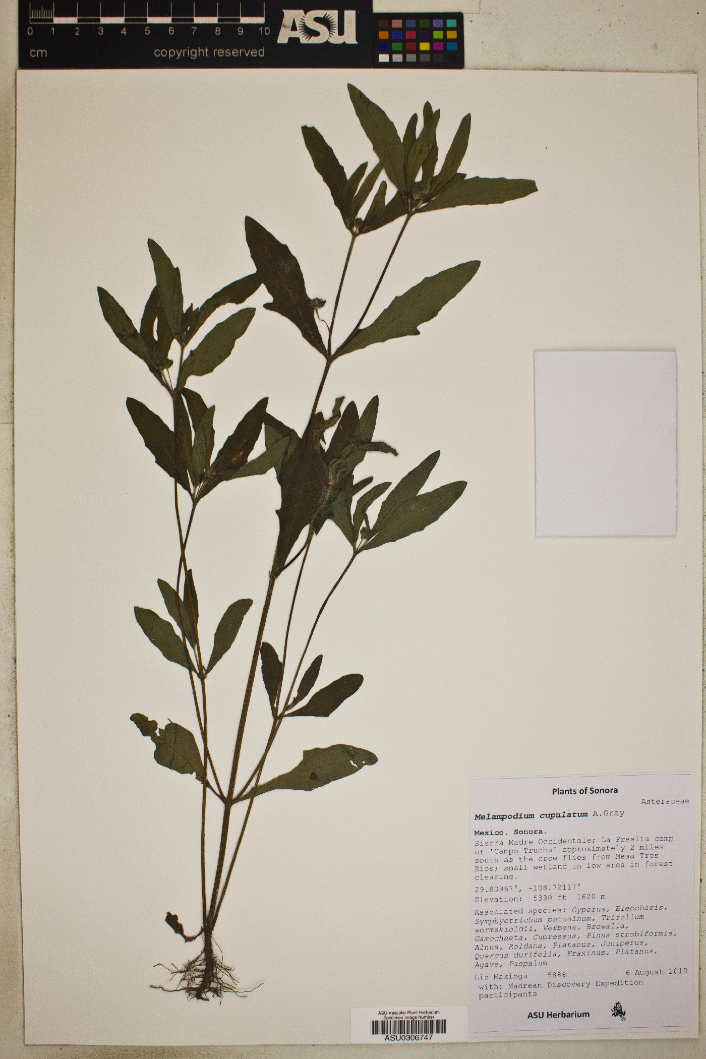 Melampodium cupulatum image