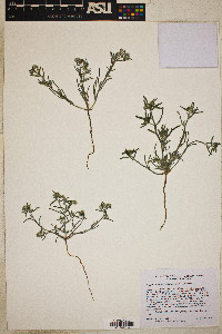 Johnstonella angustifolia image