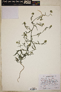 Cryptantha nevadensis image