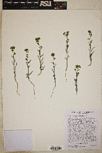 Cryptantha pterocarya image