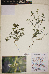 Cryptantha maritima image