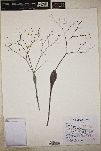 Eriogonum inflatum image