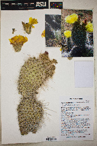 Opuntia polyacantha image