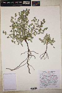 Euphorbia albomarginata image