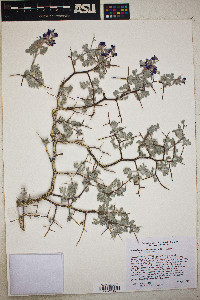 Psorothamnus arborescens var. arborescens image