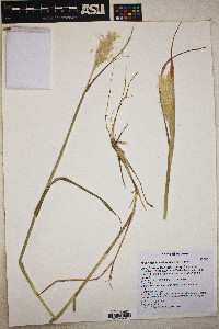 Bothriochloa barbinodis image