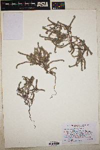 Johnstonella angustifolia image