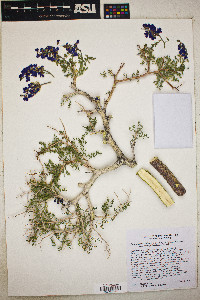 Psorothamnus arborescens image