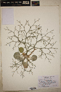 Eriogonum brachypodum image