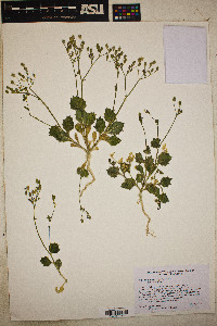 Gilia latiflora subsp. latiflora image