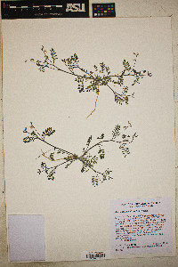 Astragalus acutirostris image