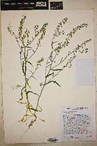 Thysanocarpus curvipes subsp. curvipes image