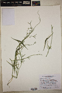 Funastrum hirtellum image