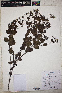 Guardiola platyphylla image