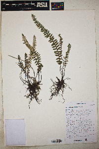 Myriopteris aurea image