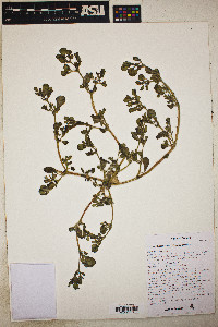 Trianthema portulacastrum image