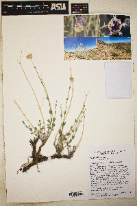 Monardella linoides image