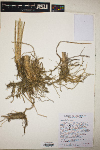 Typha domingensis image