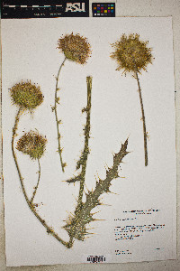 Cirsium mexicanum image