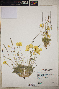 Eschscholzia glyptosperma image