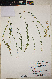 Arenaria lanuginosa var. saxosa image