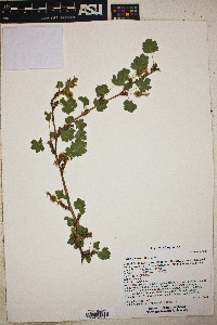 Ribes pinetorum image
