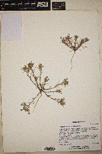 Eriastrum eremicum image