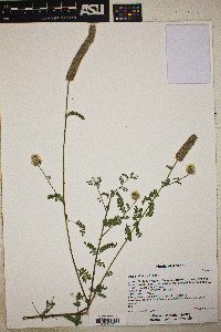 Dalea albiflora image