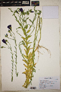 Linum grandiflorum image