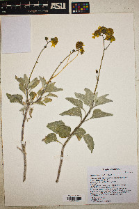 Encelia farinosa image