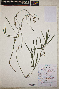 Cologania angustifolia image