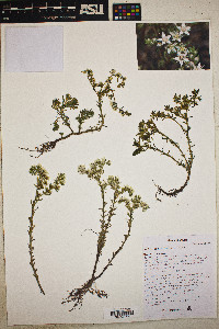 Sedum stelliforme image