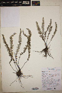 Myriopteris aurea image