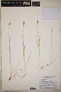 Hordeum marinum image