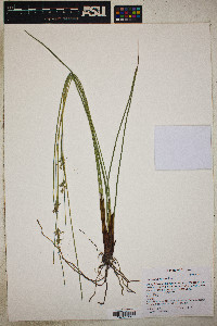 Juncus laccatus image