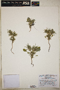 Chorizanthe rigida image