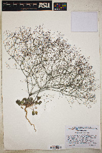 Eriogonum thomasii image