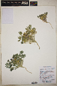 Lupinus subvexus image