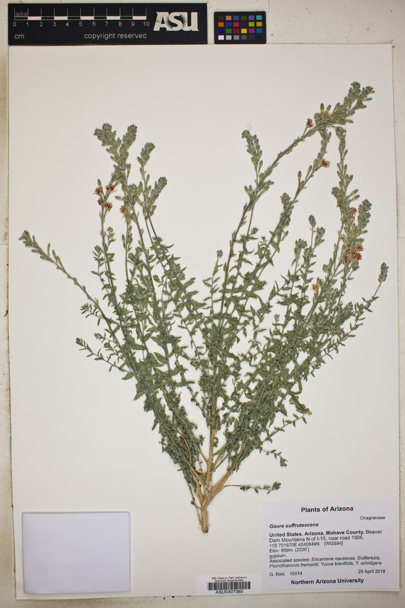 Gaura coccinea image