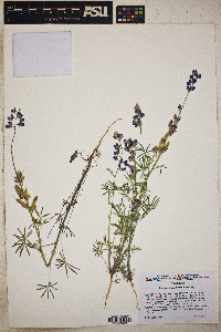 Lupinus sparsiflorus image