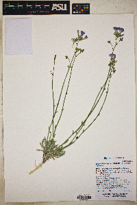 Gilia latiflora subsp. elongata image