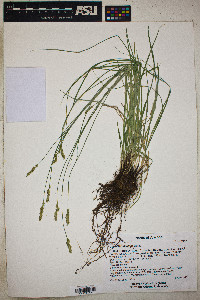 Carex occidentalis image