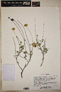 Encelia virginensis image