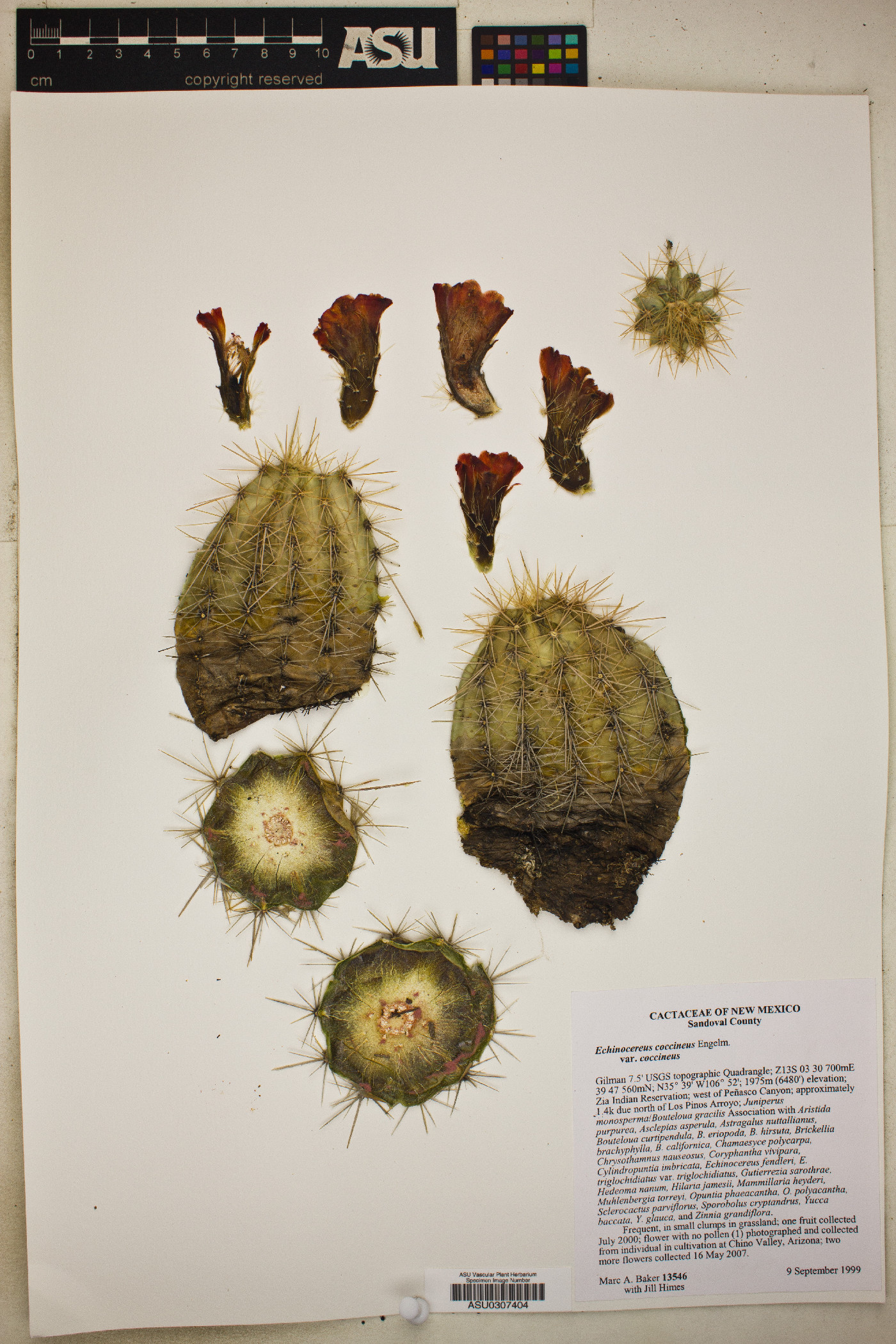 Echinocereus coccineus var. coccineus image