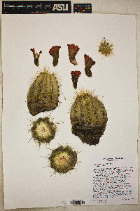 Echinocereus coccineus var. coccineus image