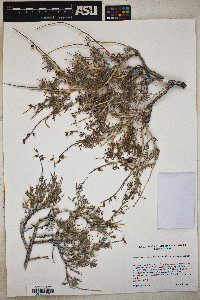 Psorothamnus fremontii var. attenuatus image