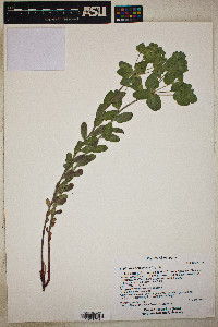 Euphorbia brachycera image